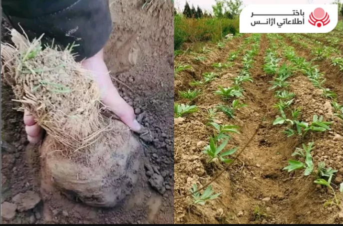 گیاه دارویی آنغوزه: کشت جایگزین خشخاش در افغانستان